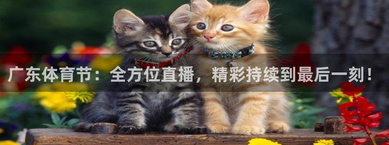 广东体育节：全方位直播，精彩持续到最后一刻！